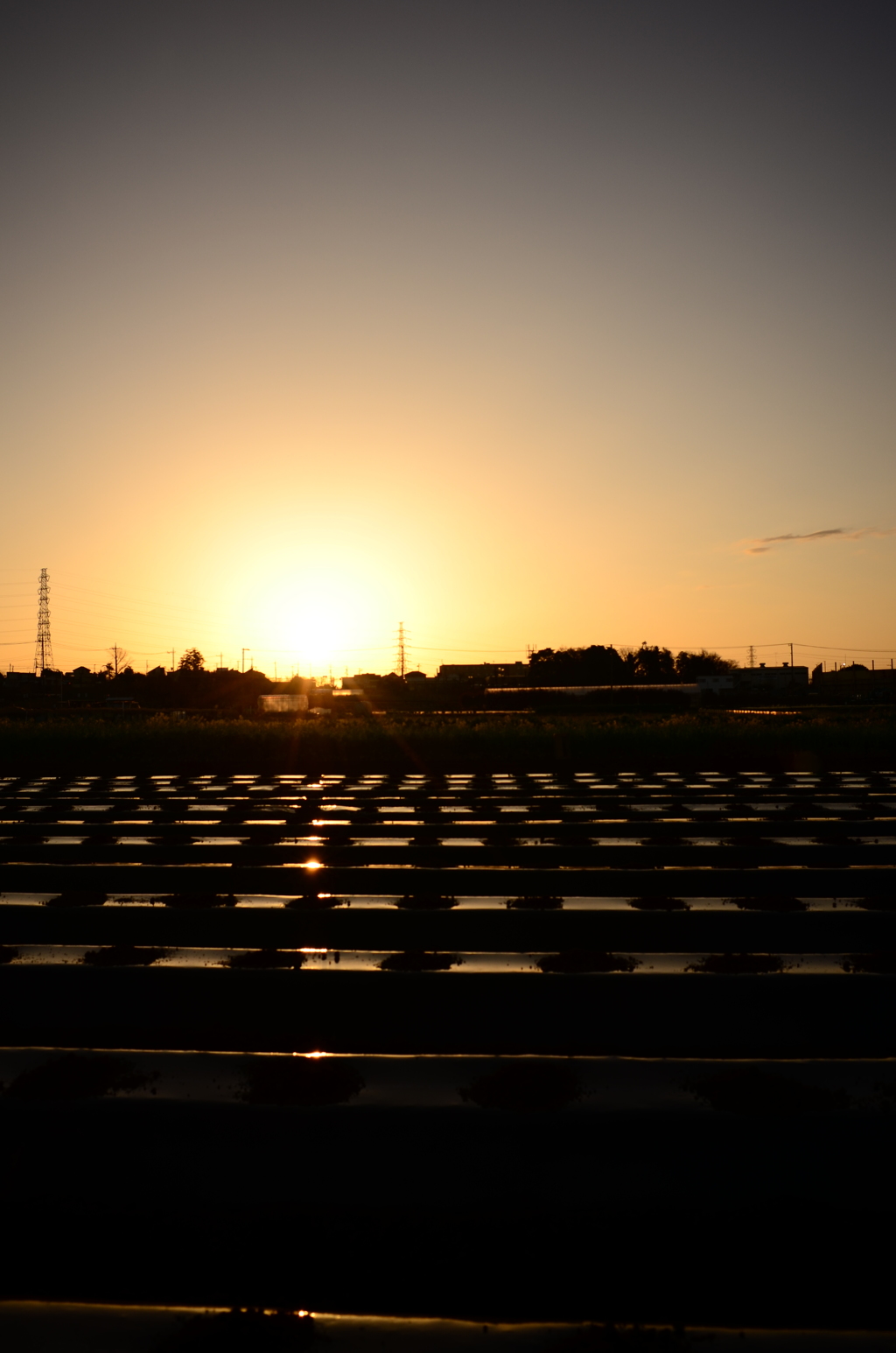 riSingSun_1