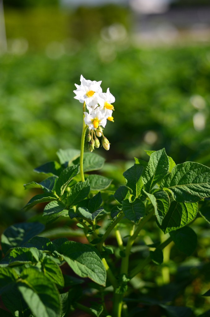 芋の花