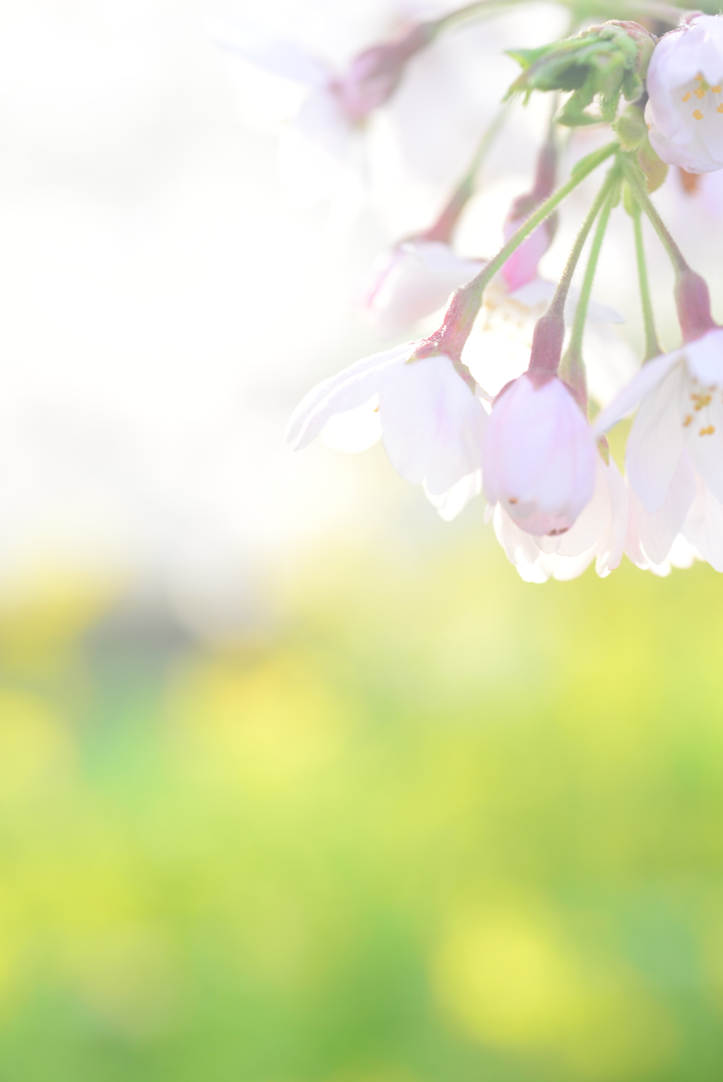 春の日差し