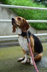 雨宿り