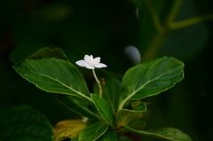 白い紫陽花_参