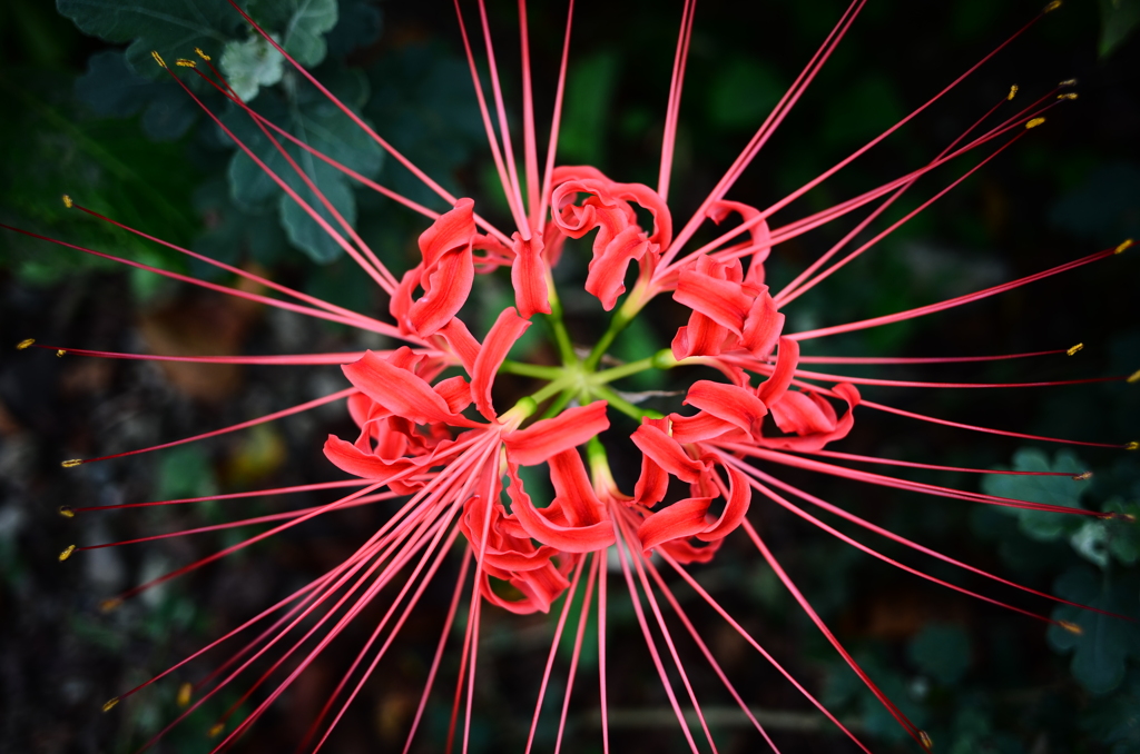 紅