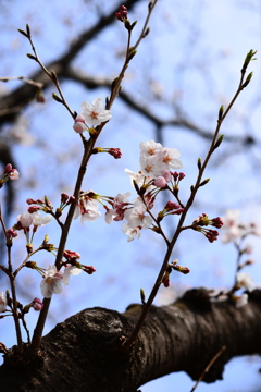 お花見