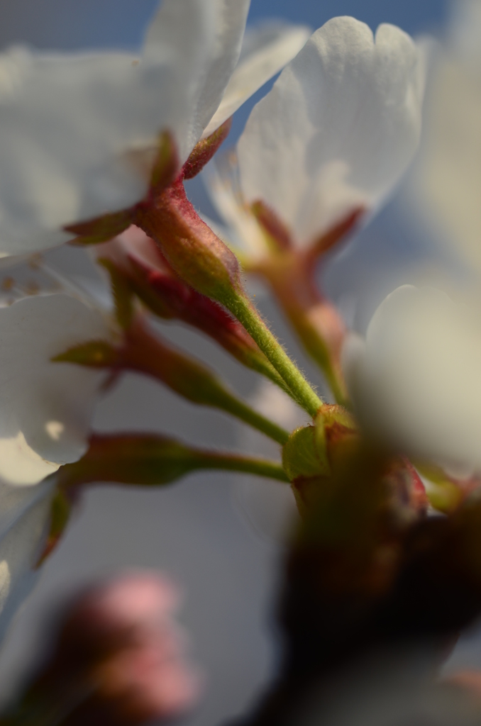 和泉町桜前線_括れ
