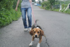 とある犬の朝