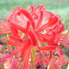 彼岸花三種盛り_P6000