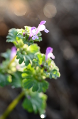 Lamium amplexicaule