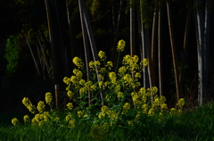 菜の花