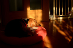 眠いなぁ