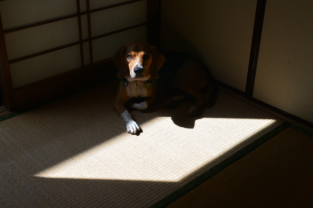 ひし形