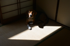 ひし形