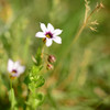 足元の花