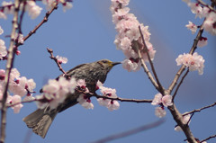 春の喜び