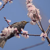 春の喜び
