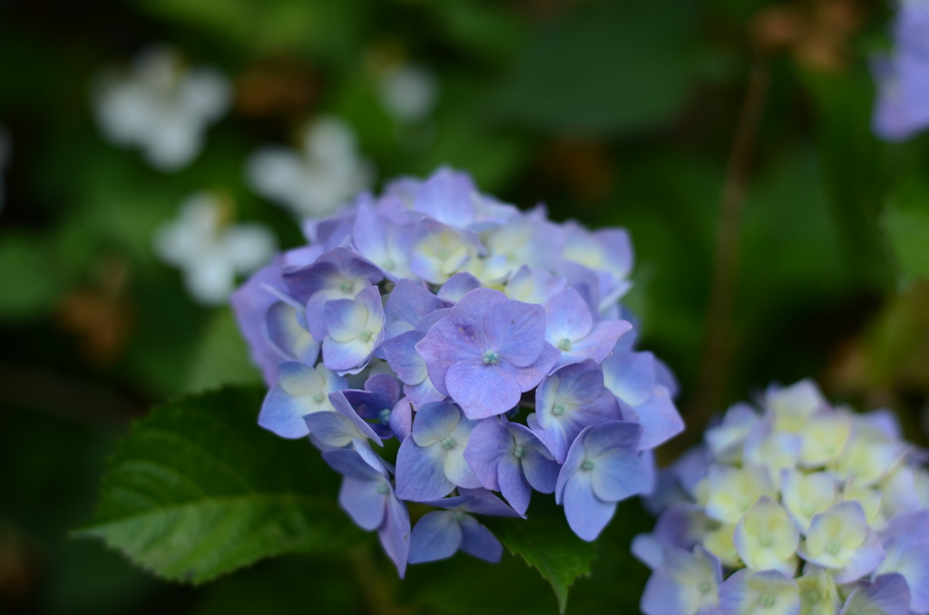 紫陽花