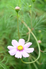秋桜