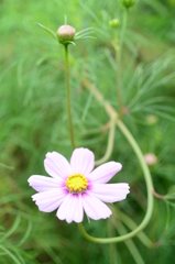 秋桜