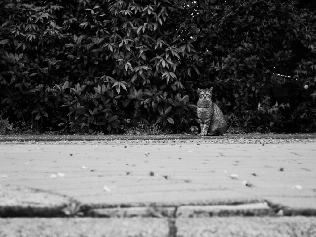 ねこ