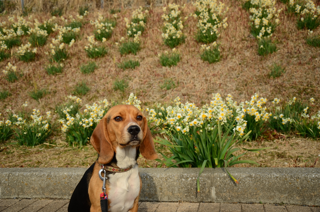 花と犬