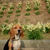 花と犬