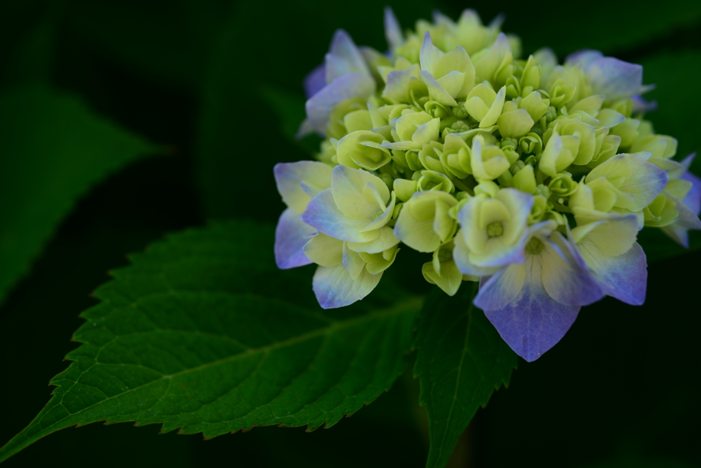 紫陽花