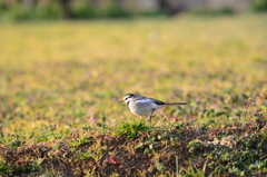 鳥三昧(三枚)の参