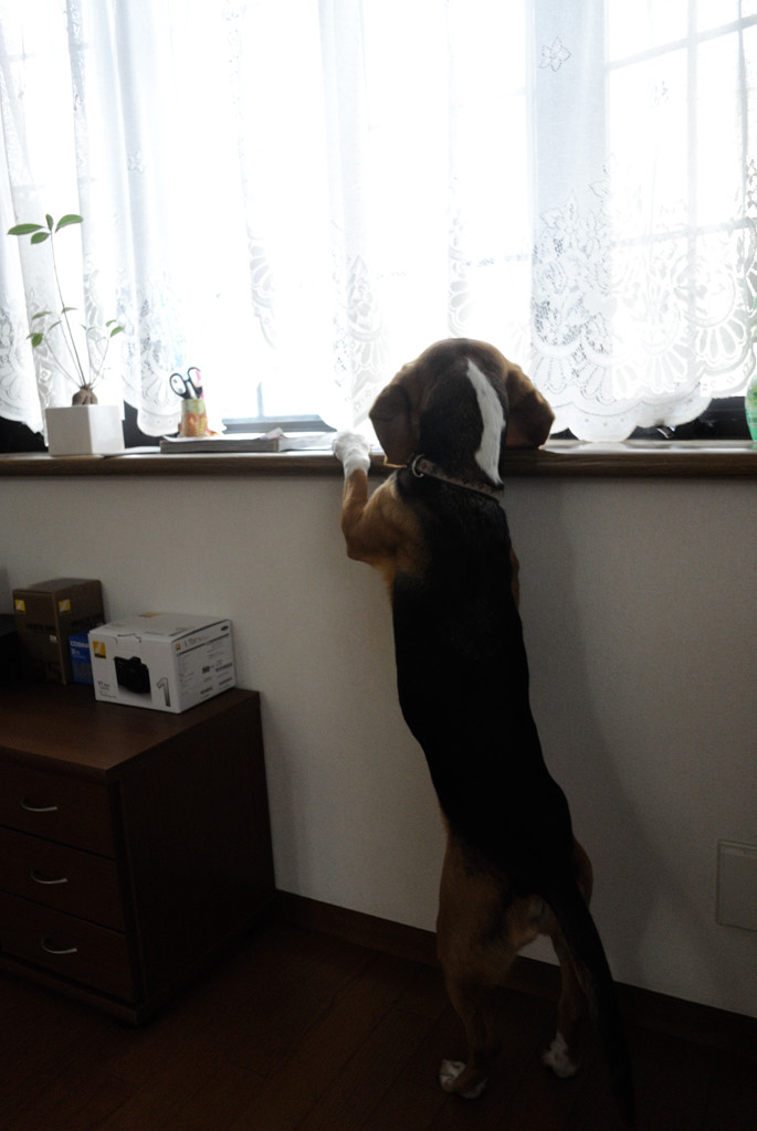 外が気に成るワン