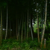 竹