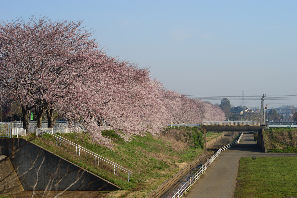 和泉町桜前線_2015.03.31
