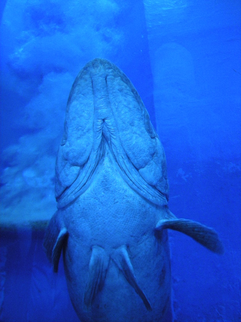 お魚さん