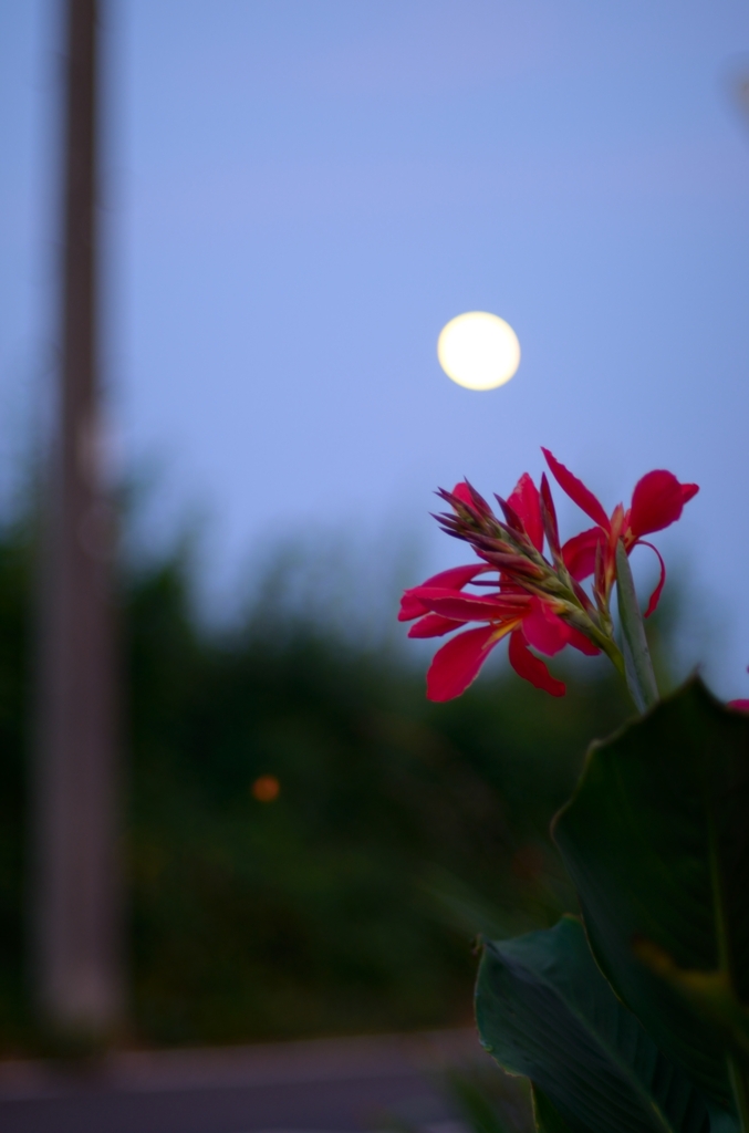花と月