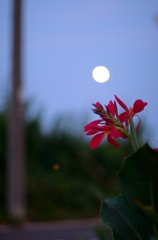 花と月