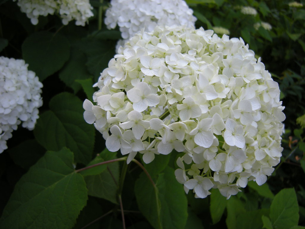 長谷寺の紫陽花その②