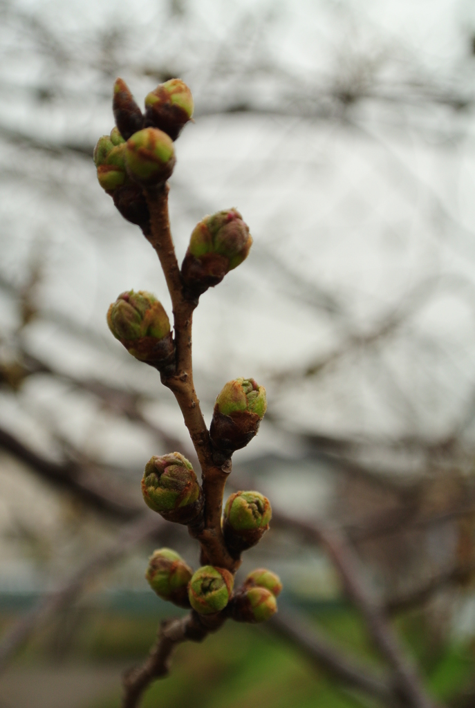 和泉町桜前線_2015.03.20