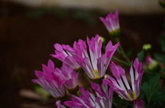 ROLEXな花