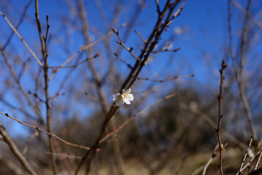 四季桜