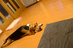 暇だ