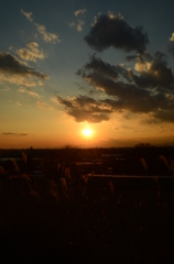 夕雲_③の縦