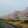 和泉町桜前線_ずらりッ