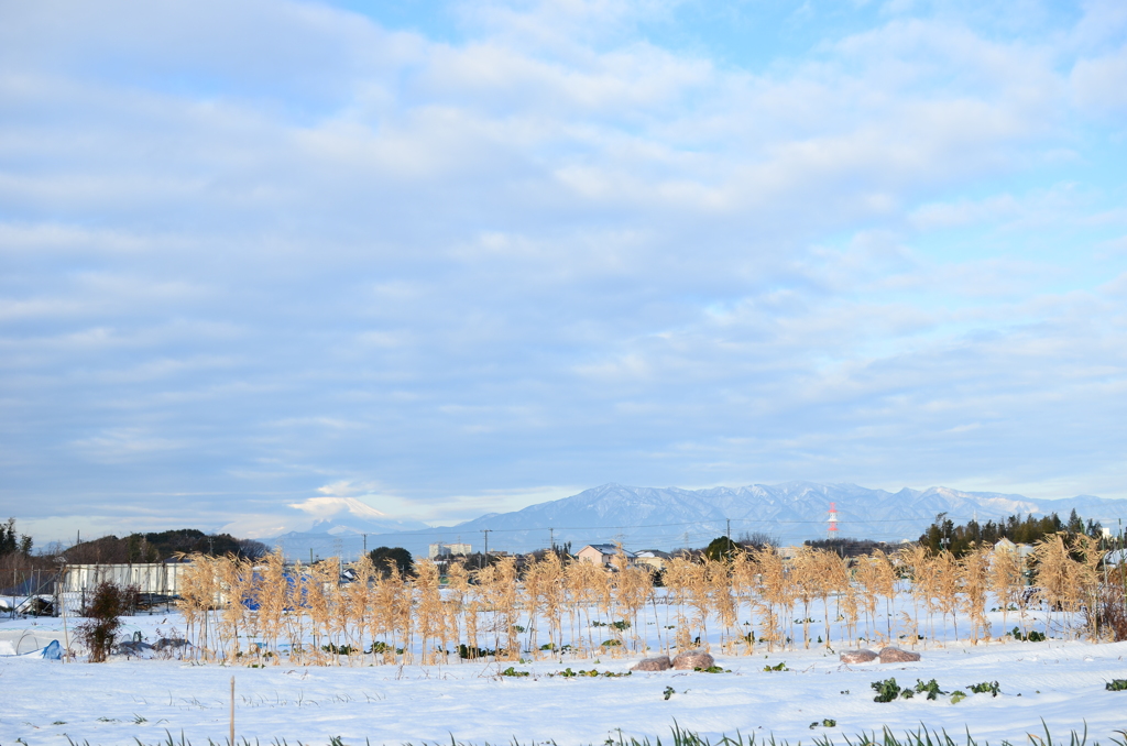 和泉町雪景色_壱