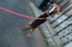 進化の過程