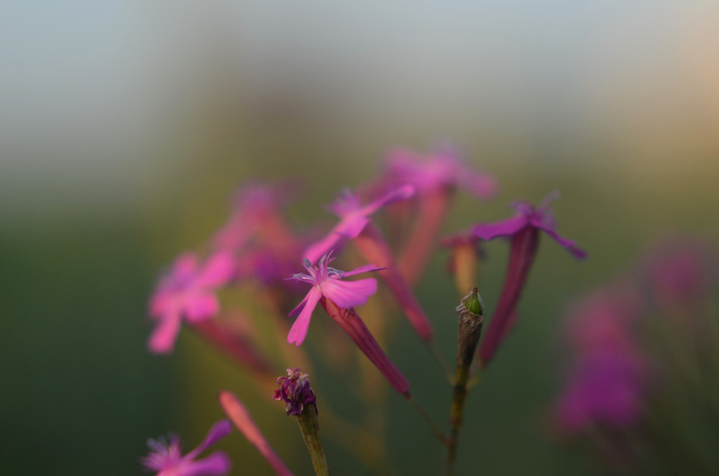 紫の花にクローズアップ♪