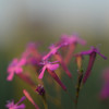 紫の花にクローズアップ♪