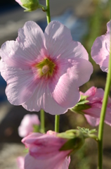 タチアオイ？花