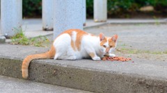 にゃによ？