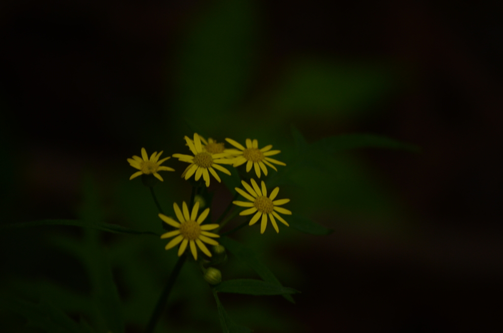 名も知らぬ花　in　シダンゴ