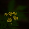 名も知らぬ花　in　シダンゴ