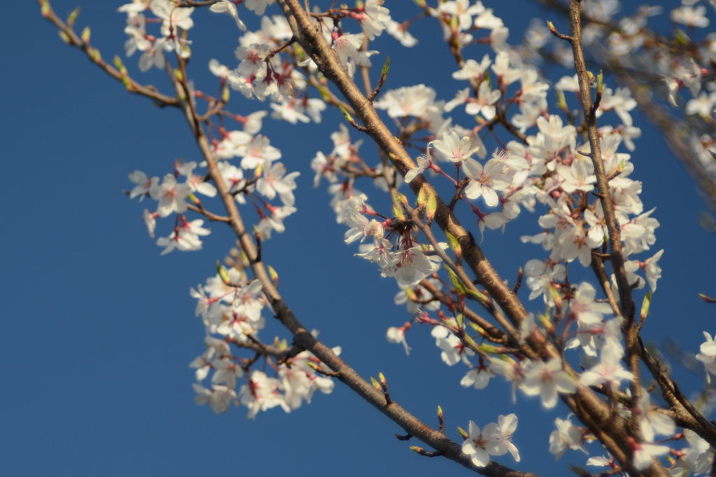 桜
