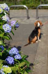 移り気な犬