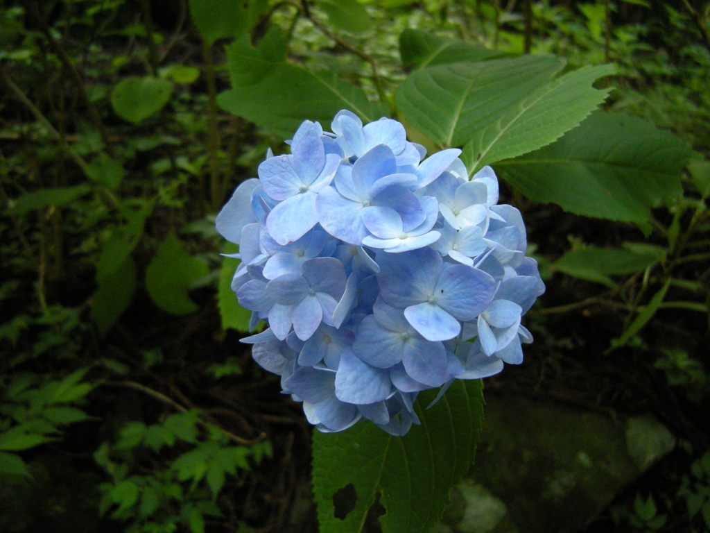 箱根の紫陽花